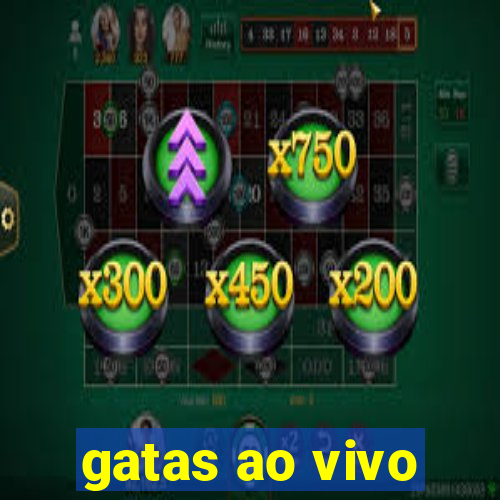 gatas ao vivo